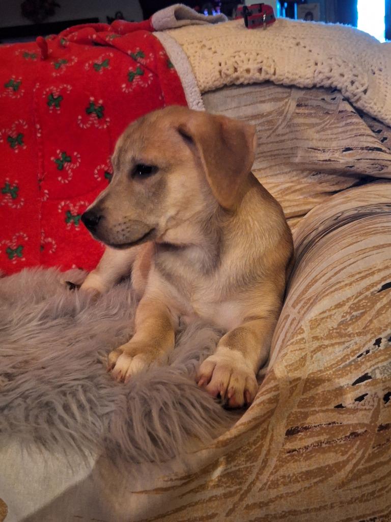 Cashew (Cash}, a Adoptable mixed breed in Spring, TX image 1/6
