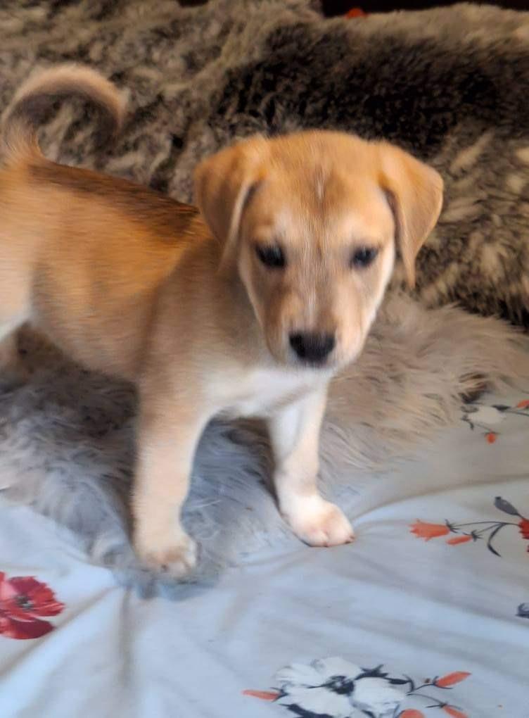 Cashew (Cash}, a Adoptable mixed breed in Spring, TX image 2/6