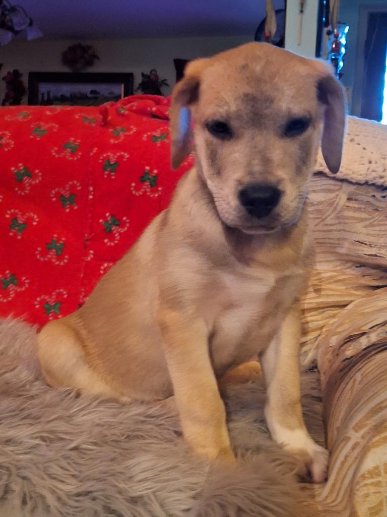 Cashew (Cash}, a Adoptable mixed breed in Spring, TX image 3/6