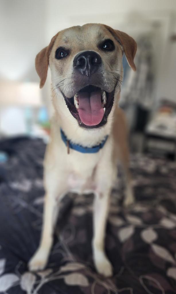 Cashew (Cash}, a Adoptable mixed breed in Spring, TX image 4/6