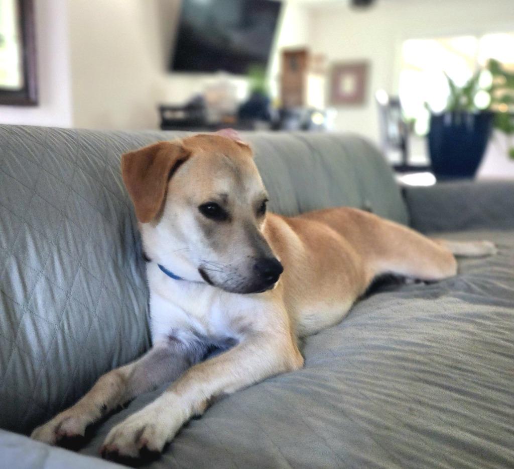 Cashew (Cash}, Adoptable, Young Male Labrador Retriever & Mixed Breed.