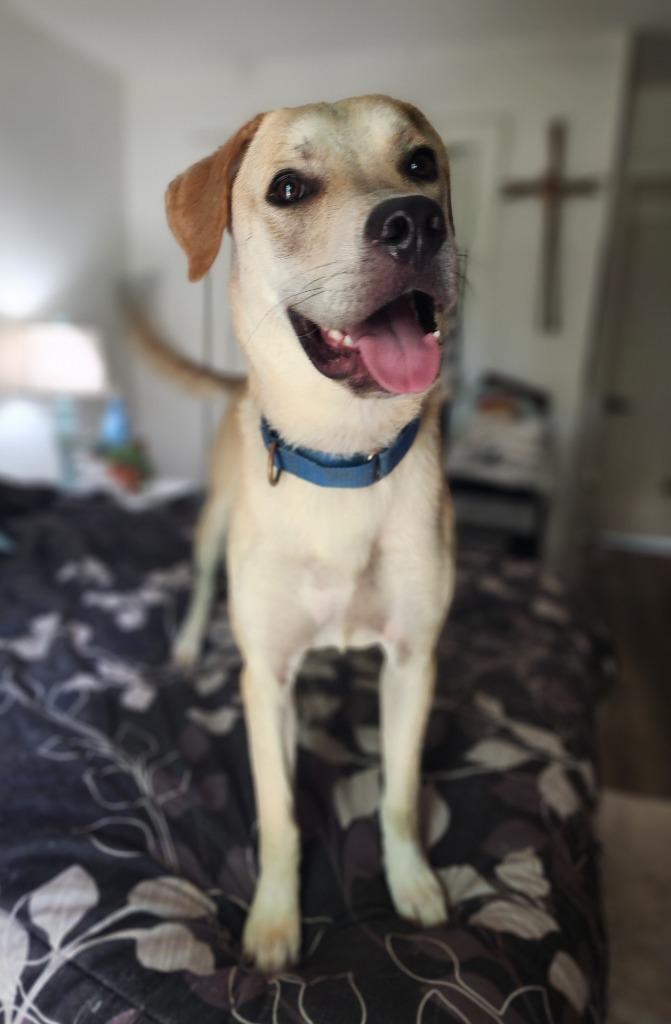 Cashew (Cash}, a Adoptable mixed breed in Spring, TX image 2/6