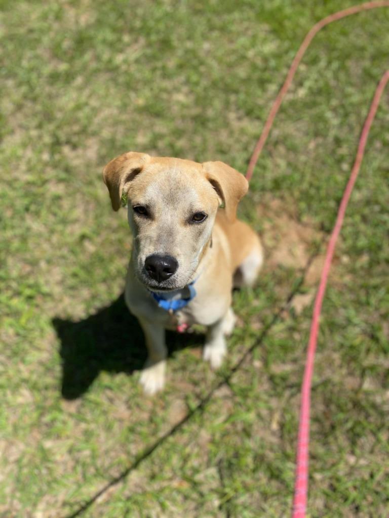 Cashew (Cash}, a Adoptable mixed breed in Spring, TX image 3/6