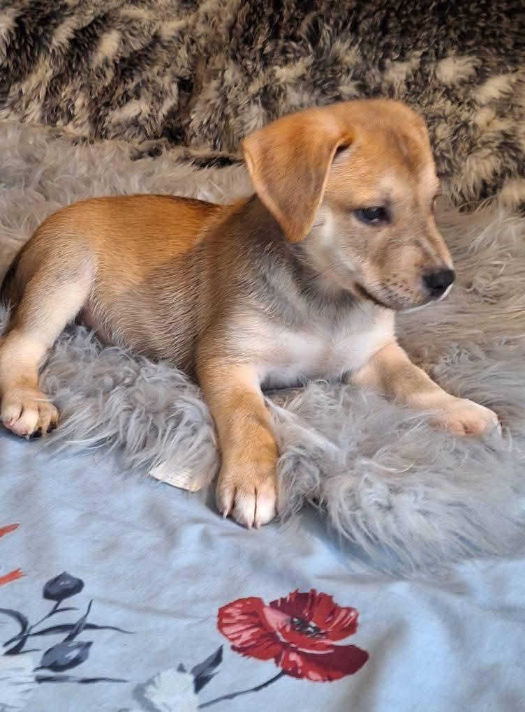 Cashew (Cash}, a Adoptable mixed breed in Spring, TX image 6/6