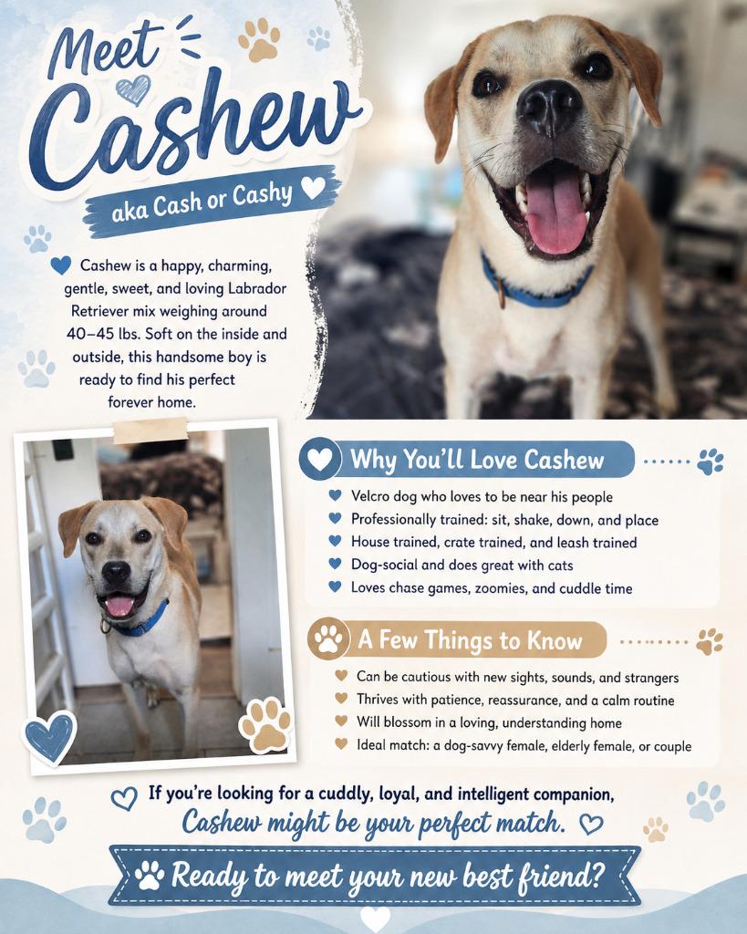 Cashew (Cash}, a Adoptable mixed breed in Spring, TX image 4/6