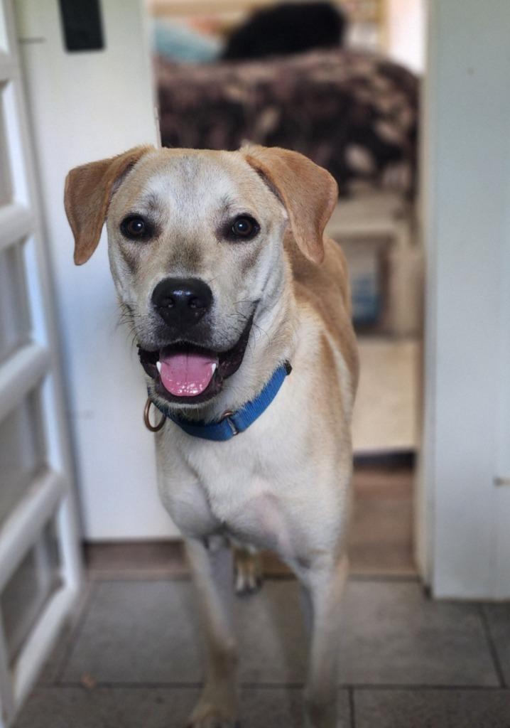 Cashew (Cash}, a Adoptable mixed breed in Spring, TX image 5/6