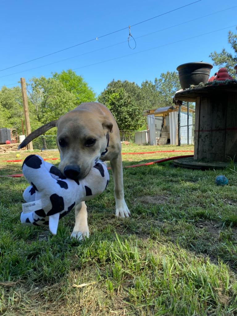 Cashew (Cash}, a Adoptable mixed breed in Spring, TX image 6/6