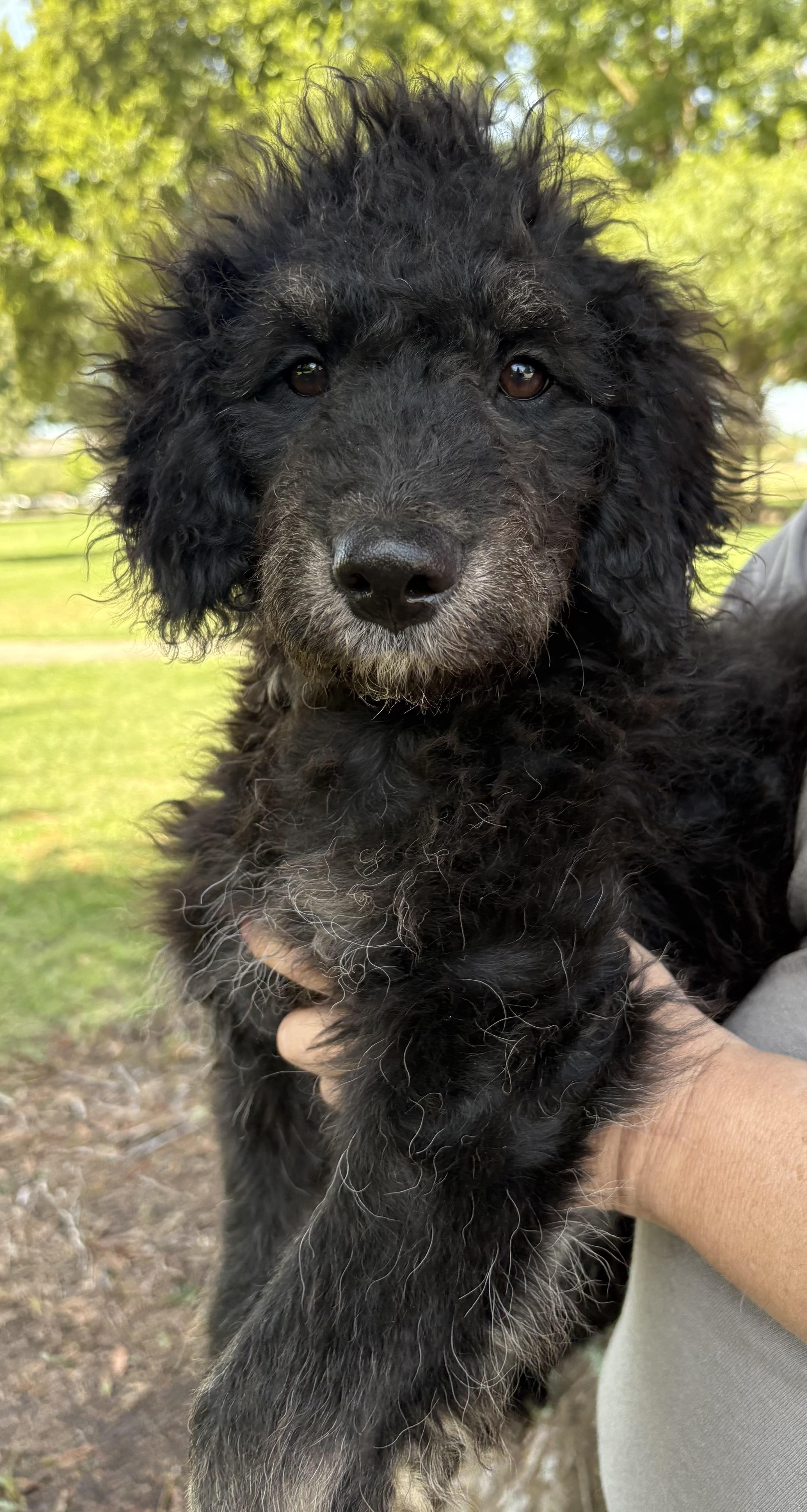 Kuma, an adoptable Aussiedoodle, Poodle in Yuba City, CA, 95991 | Photo Image 1