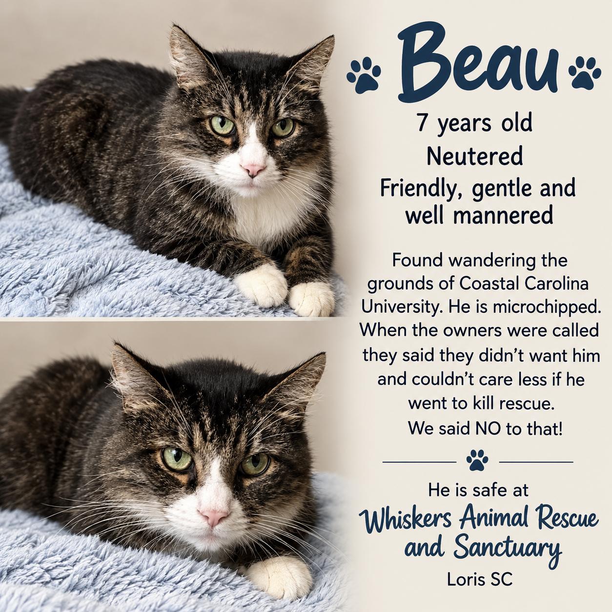 Enlarge Beau, a Adopted mixed breed in Myrtle Beach, SC image 4/4
