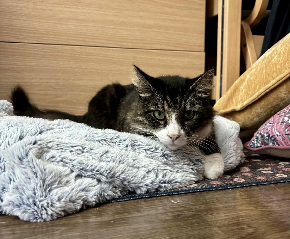 Beau, Adopted, Adult Male Domestic Medium Hair & Tabby.