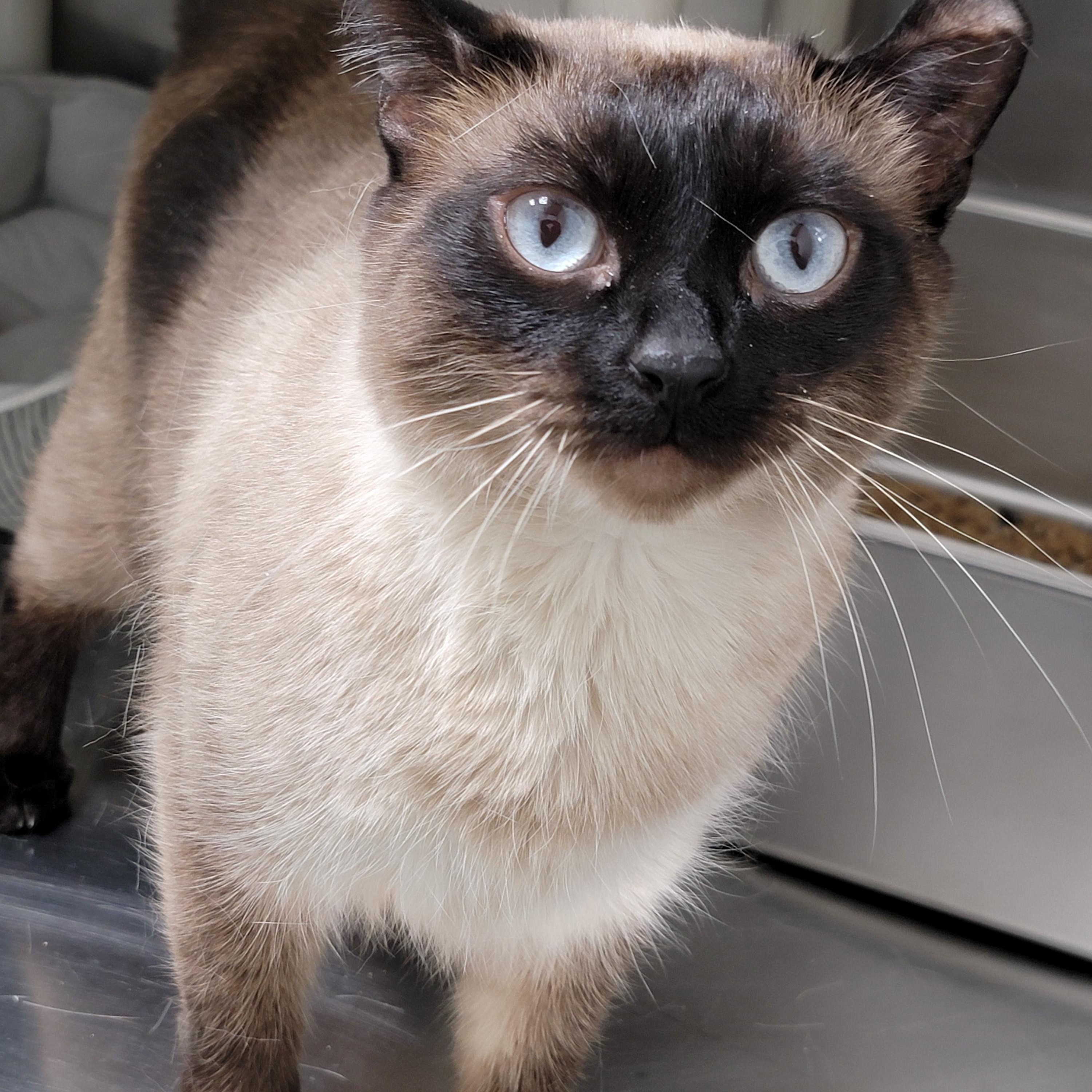 Enlarge Maerin, an adopted mixed breed in Hornell, NY image 1/1