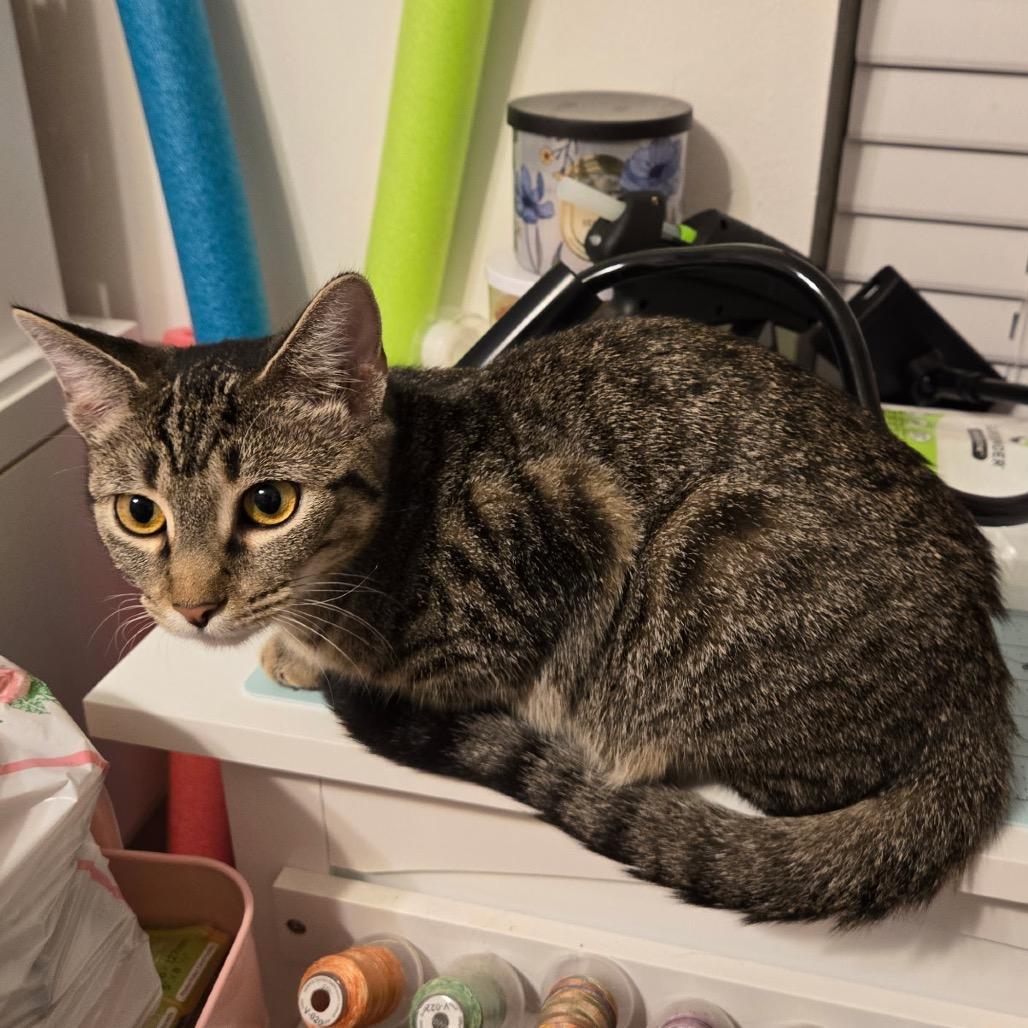 Drew, Adoptable, Young Male Domestic Short Hair.