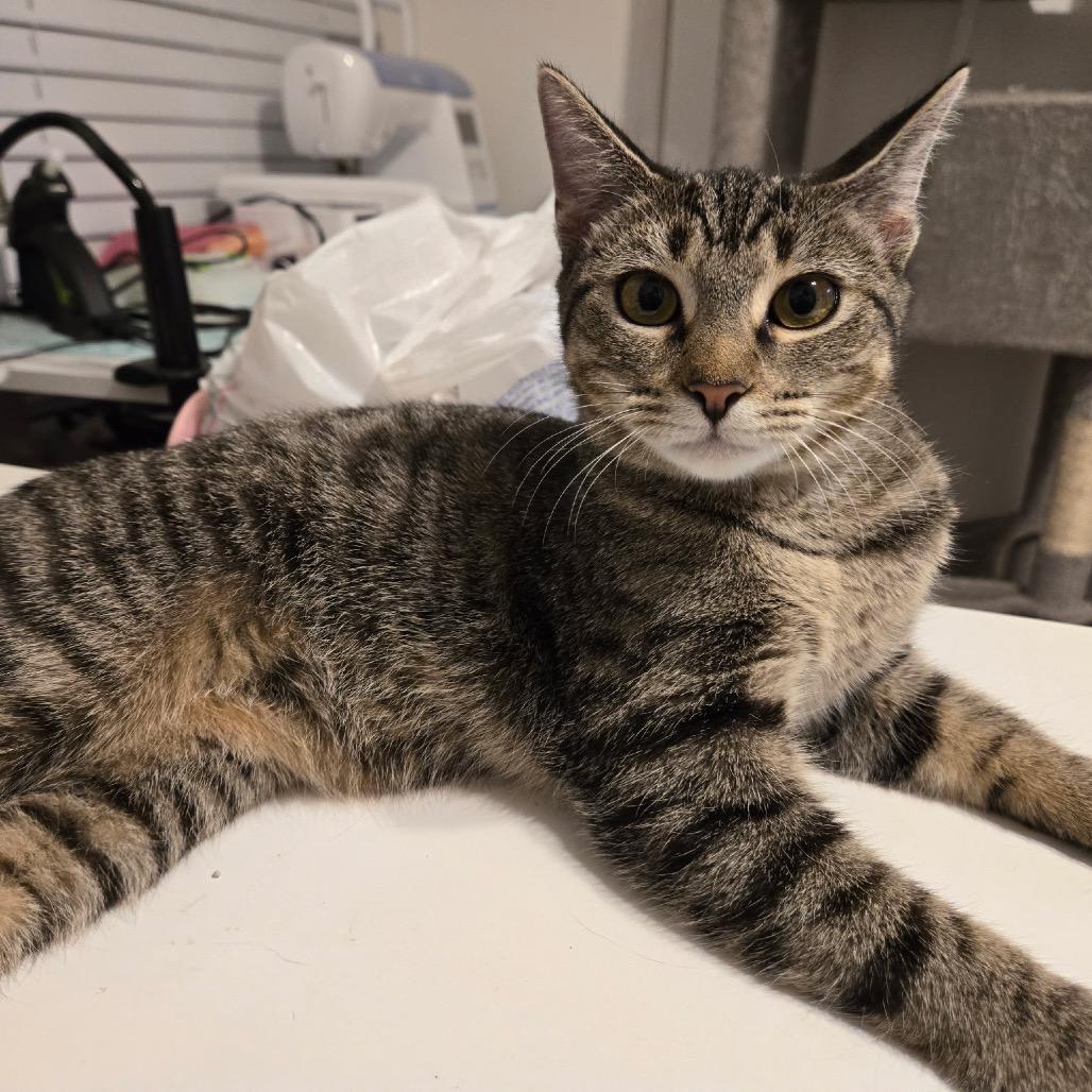 Enlarge Drew, a Adoptable Domestic Short Hair in Titusville, FL image 1/2
