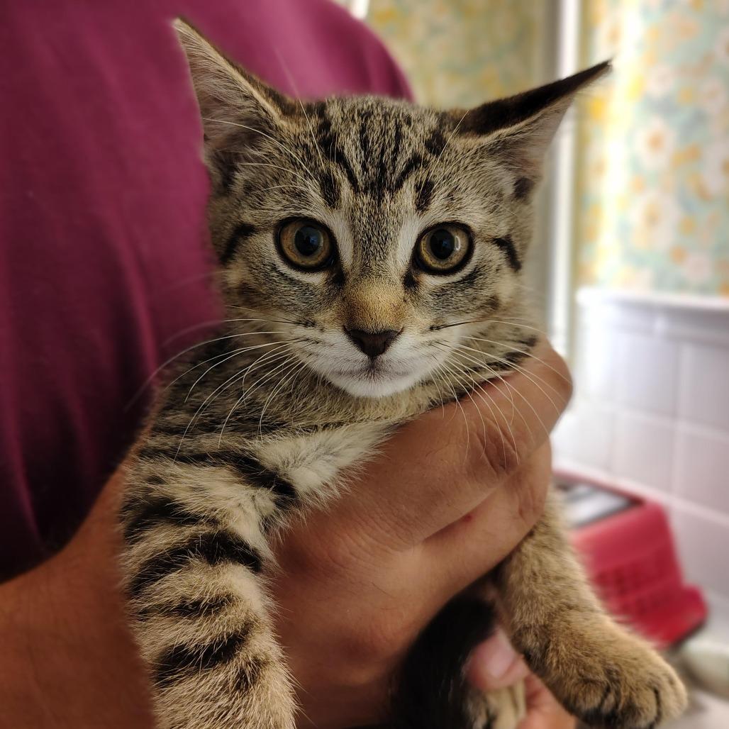 Enlarge Drew, a Adoptable Domestic Short Hair in Titusville, FL image 2/2