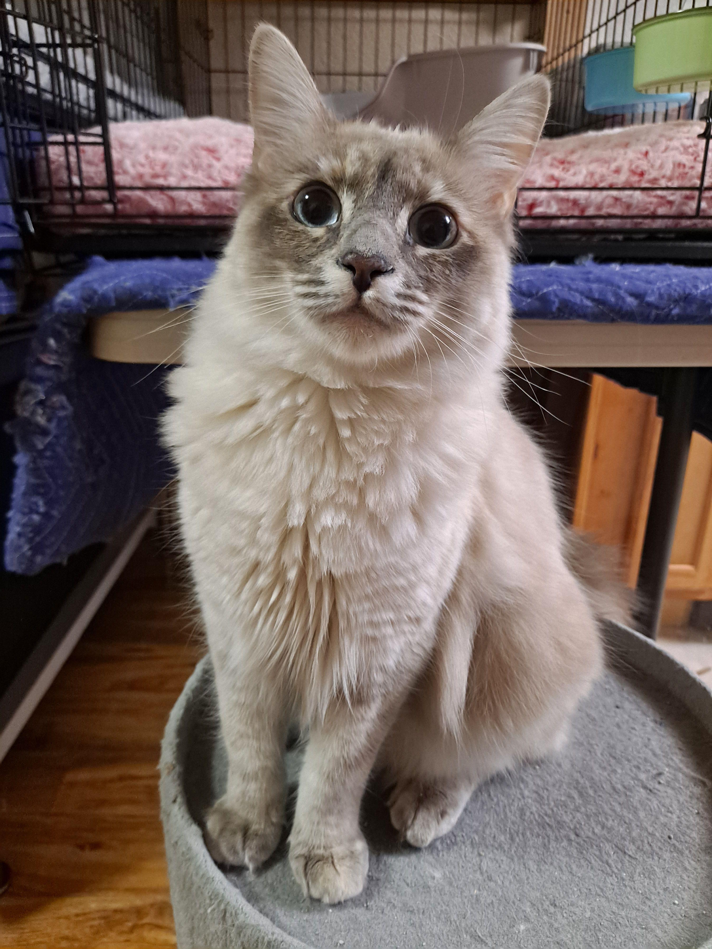 Tippy (plus Millie) *COURTESY POST*, Adoptable, Young Female Siamese & Domestic Medium Hair.