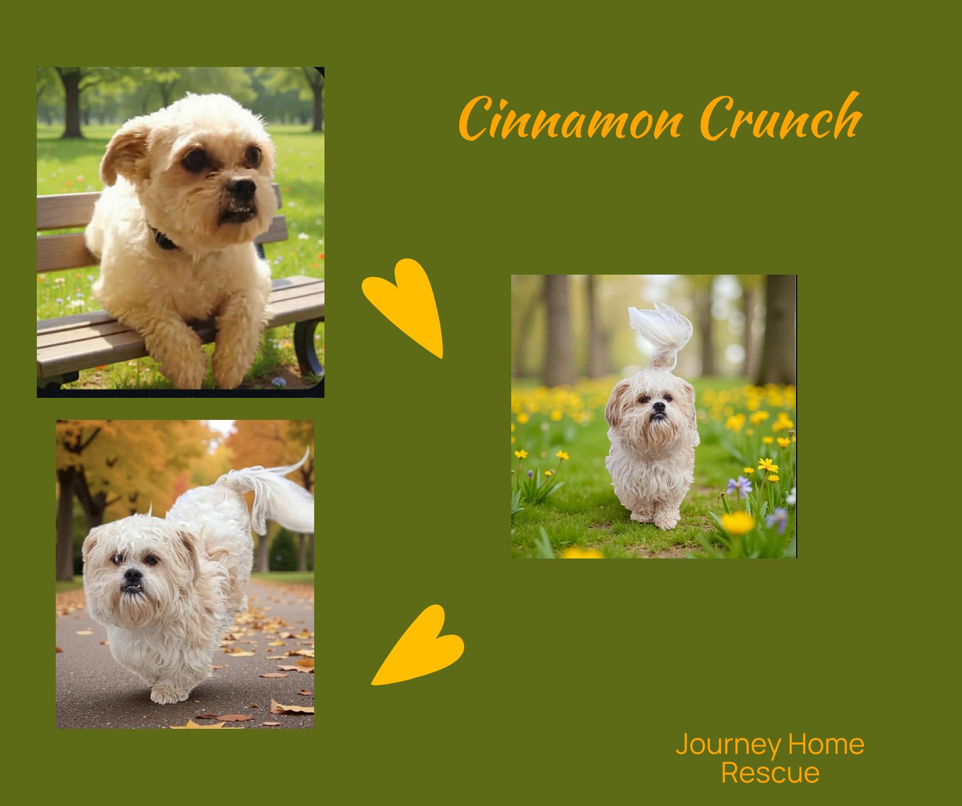 Cinnamon Crunch, ADOPTABLE, Adult Male Shih Tzu.