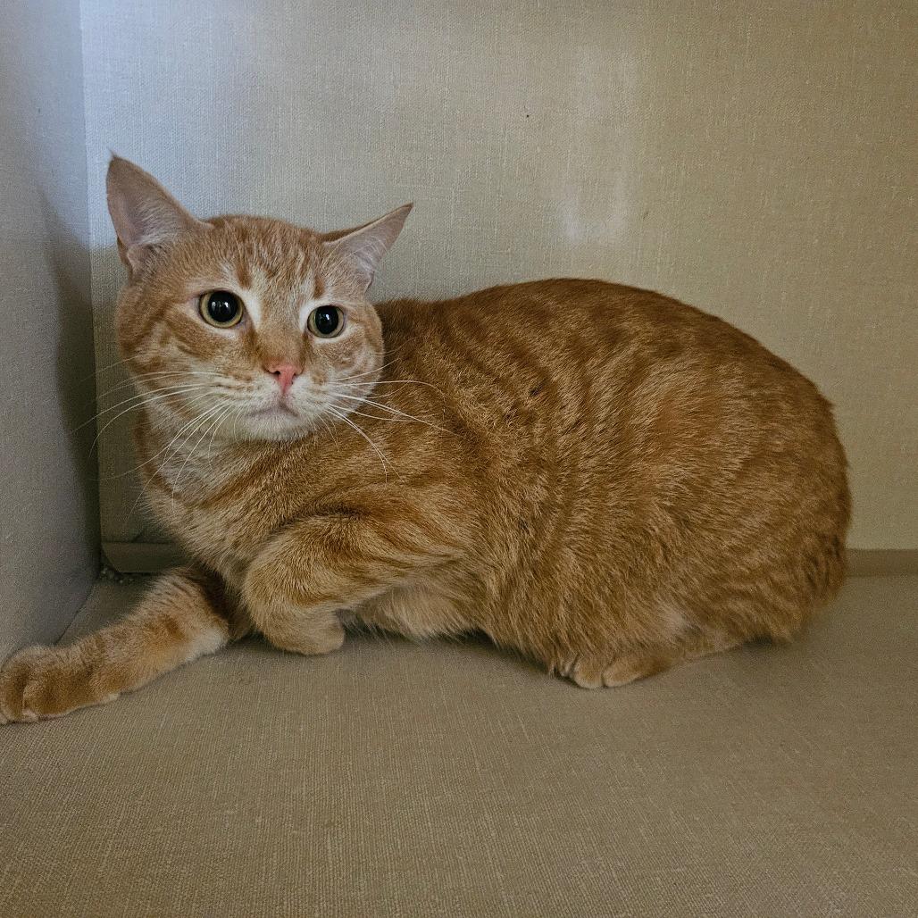 Finn, Adoptable, Young Male Domestic Short Hair.