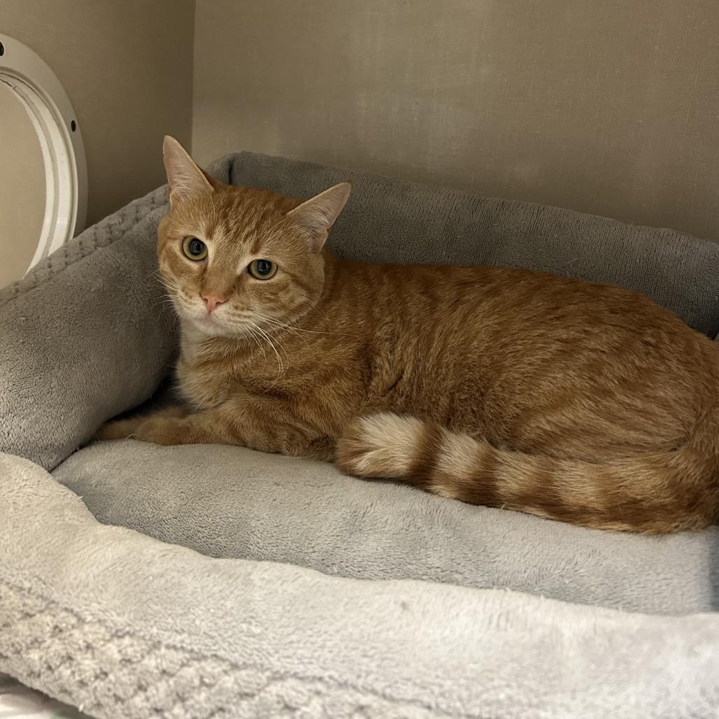 Enlarge Finn, a Adoptable Domestic Short Hair in Conway, NH image 2/5