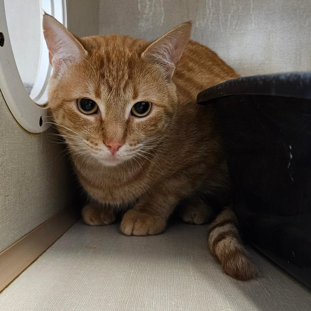 Enlarge Finn, a Adoptable Domestic Short Hair in Conway, NH image 3/5