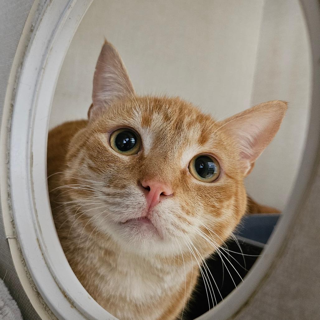 Enlarge Finn, a Adoptable Domestic Short Hair in Conway, NH image 4/5