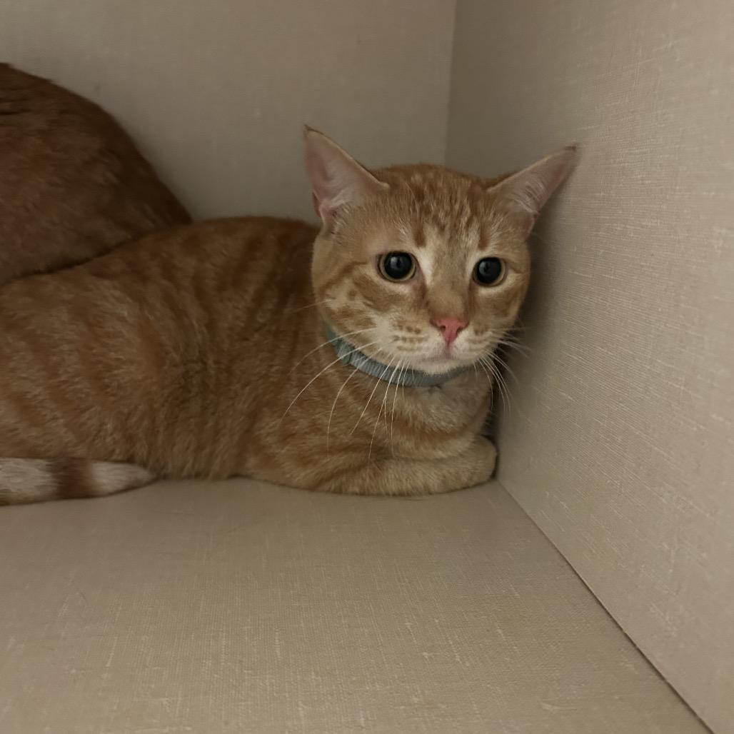 Enlarge Finn, a Adoptable Domestic Short Hair in Conway, NH image 5/5