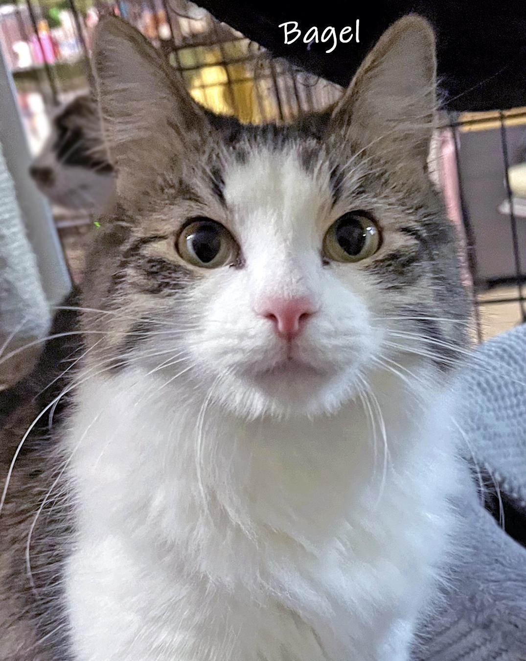 Enlarge Bagel, an adopted Domestic Long Hair in Chicago, IL image 1/1
