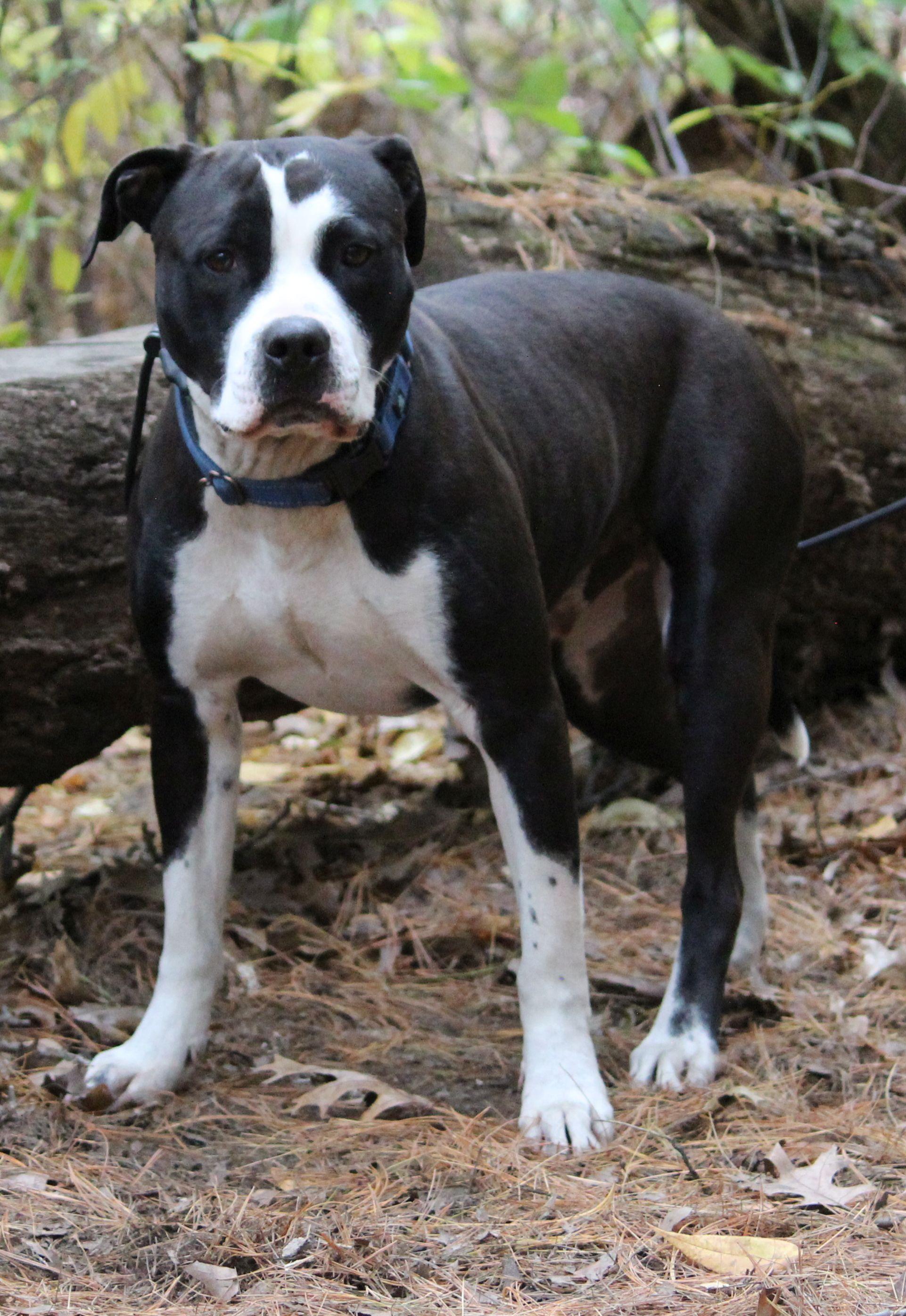 Comet, an adoptable Pit Bull Terrier in Portage, WI, 53901 | Photo Image 2