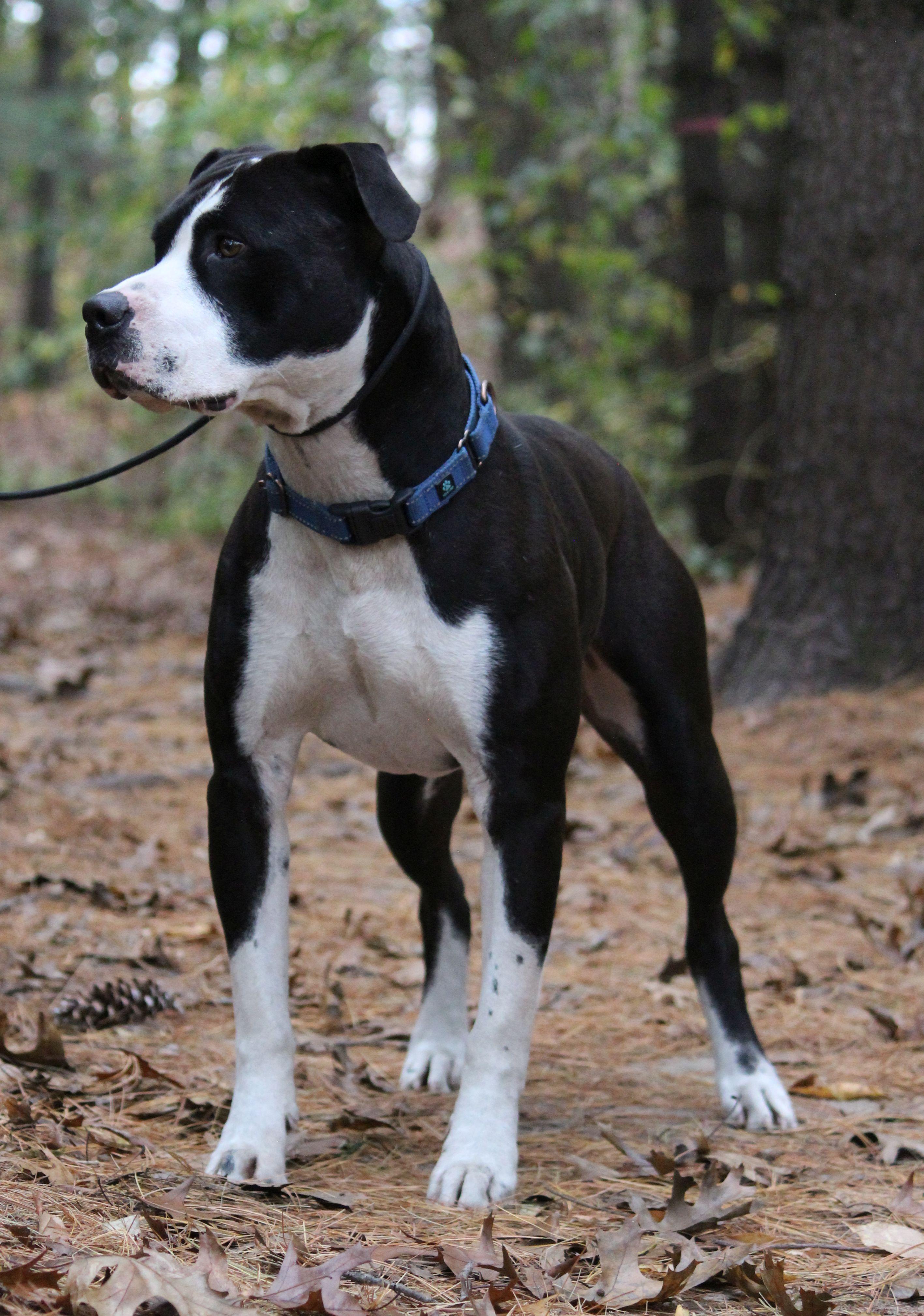 Comet, an adoptable Pit Bull Terrier in Portage, WI, 53901 | Photo Image 6