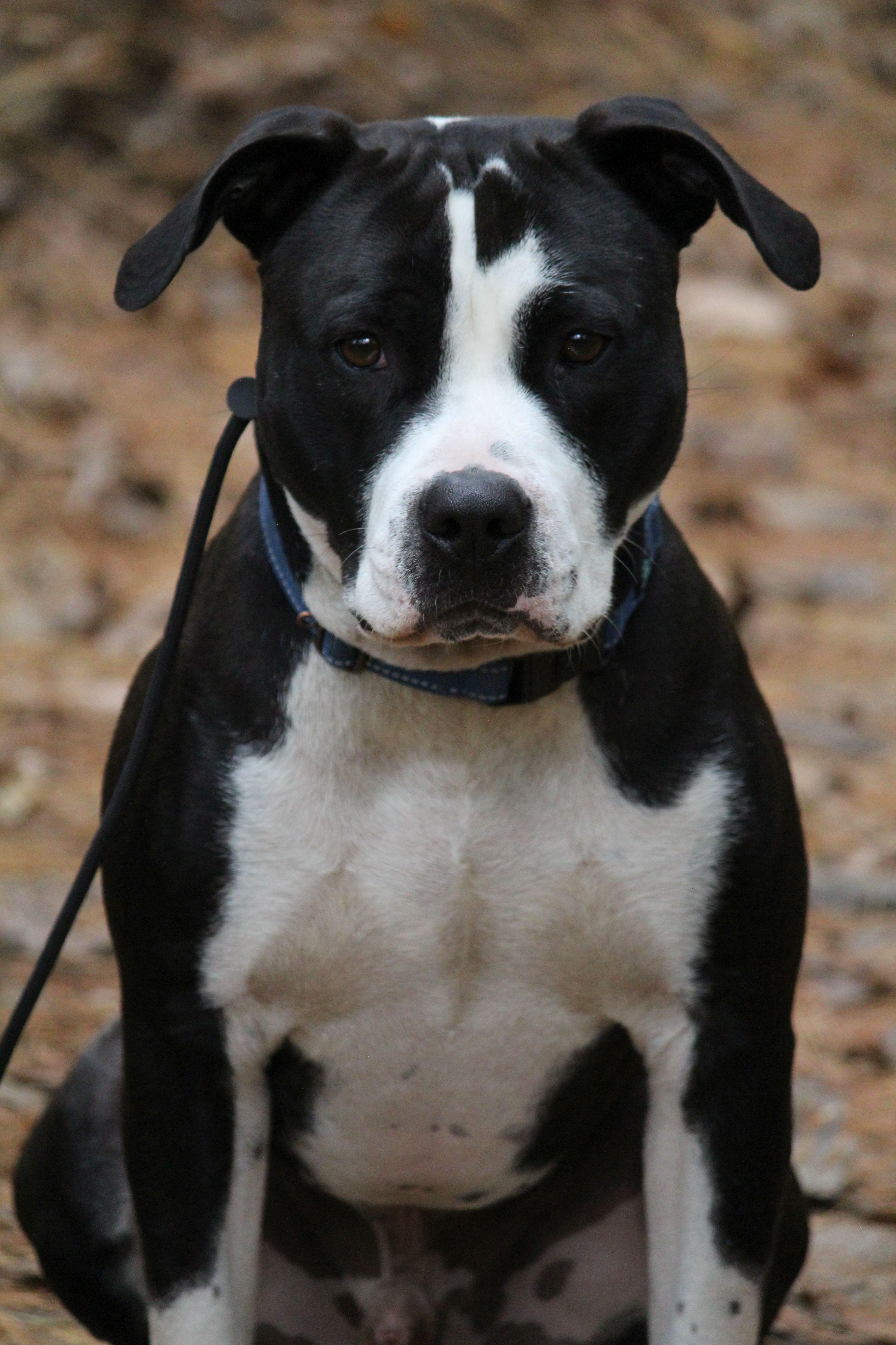 Comet, an adoptable Pit Bull Terrier in Portage, WI, 53901 | Photo Image 5