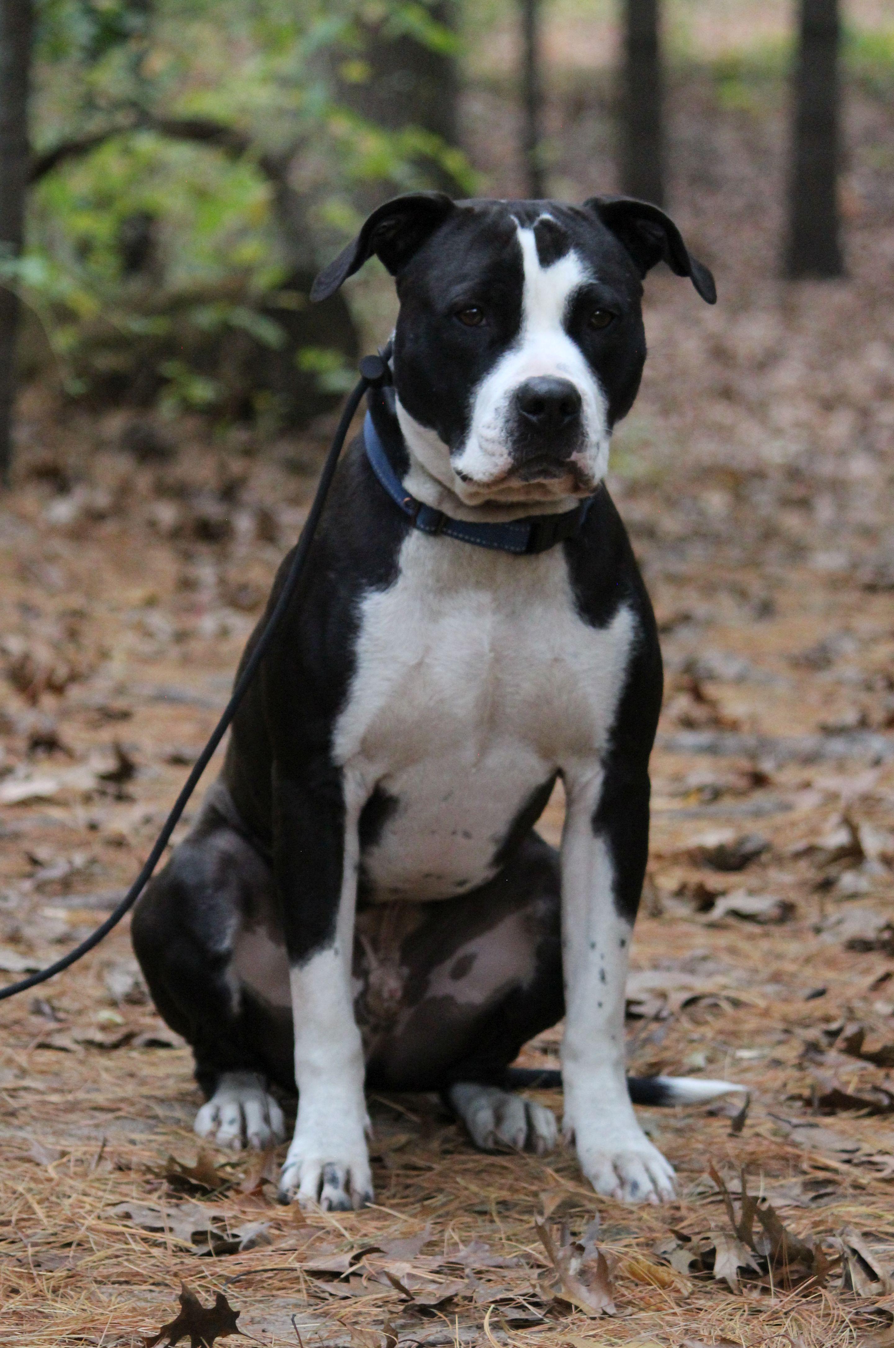 Comet, an adoptable Pit Bull Terrier in Portage, WI, 53901 | Photo Image 4