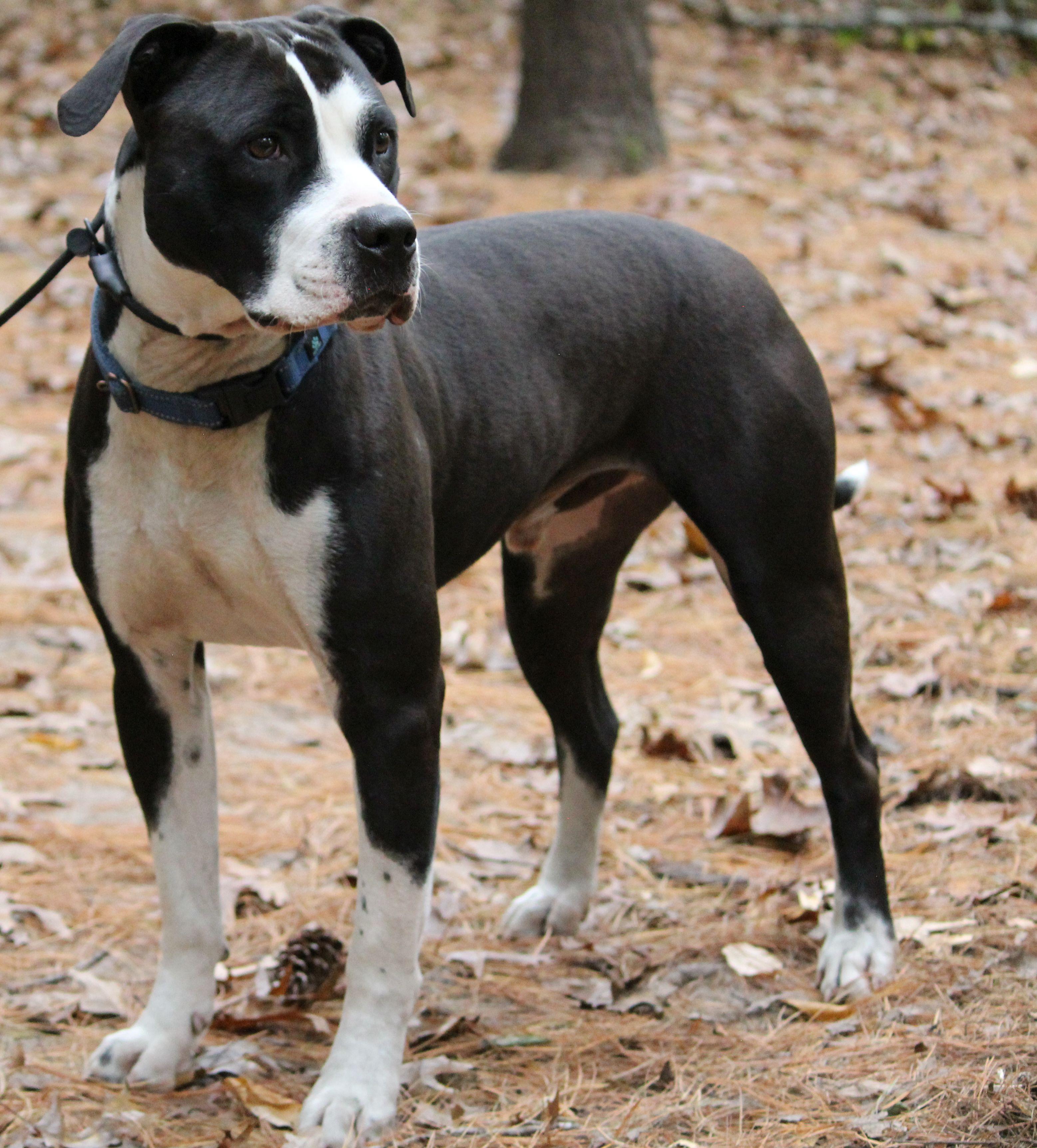 Comet, an adoptable Pit Bull Terrier in Portage, WI, 53901 | Photo Image 3