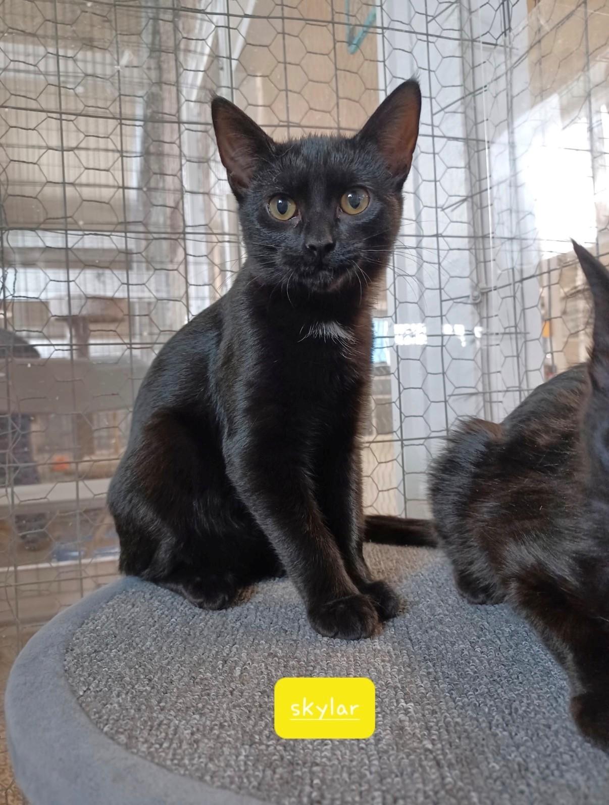 Enlarge Skylar, an adopted Domestic Short Hair in Walworth, WI image 1/1