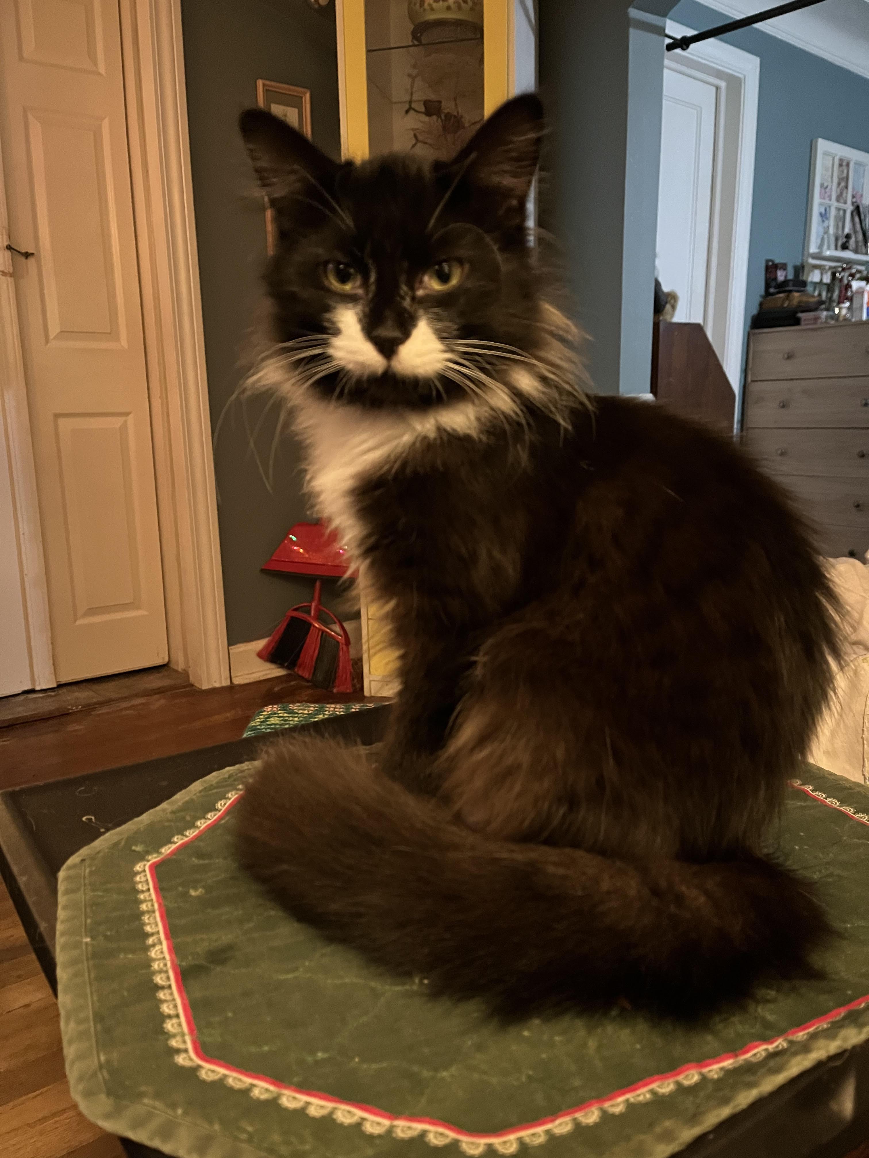 Suzie (Courtesy Post)