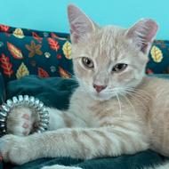Cheeto, Adoptable, Kitten Male Domestic Short Hair.