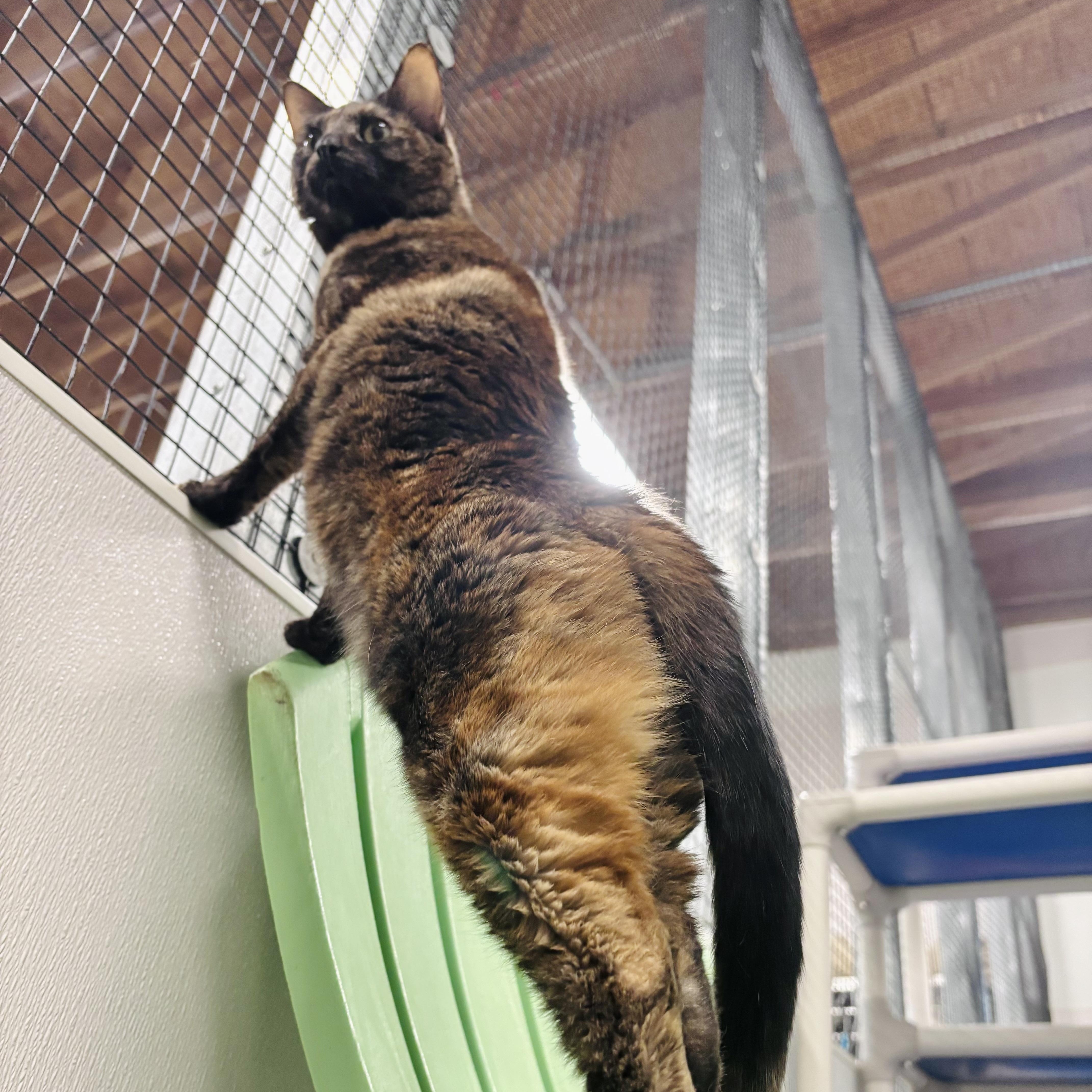 Enlarge Spice, a ADOPTABLE Domestic Short Hair in Salisbury, NC image 2/5