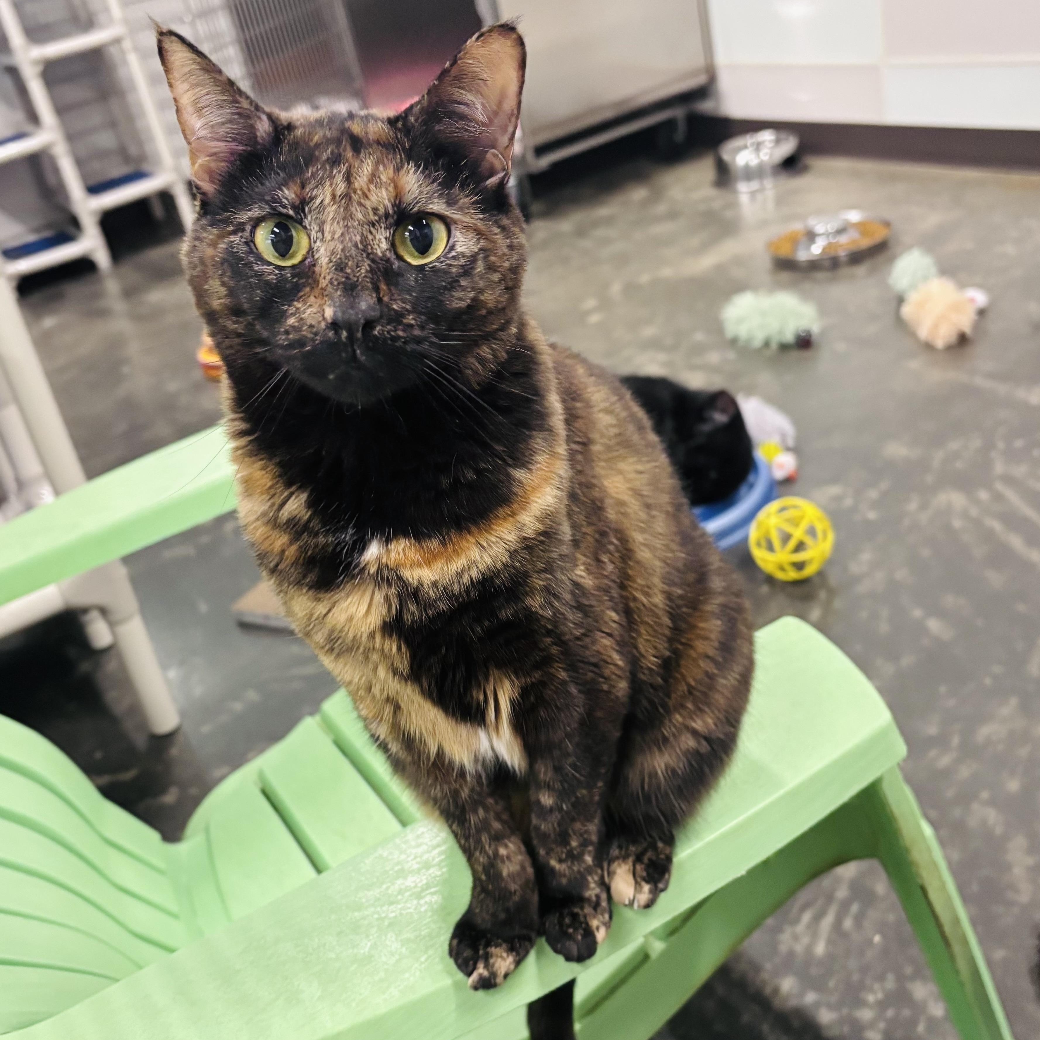 Spice, ADOPTABLE, Young Female Domestic Short Hair.