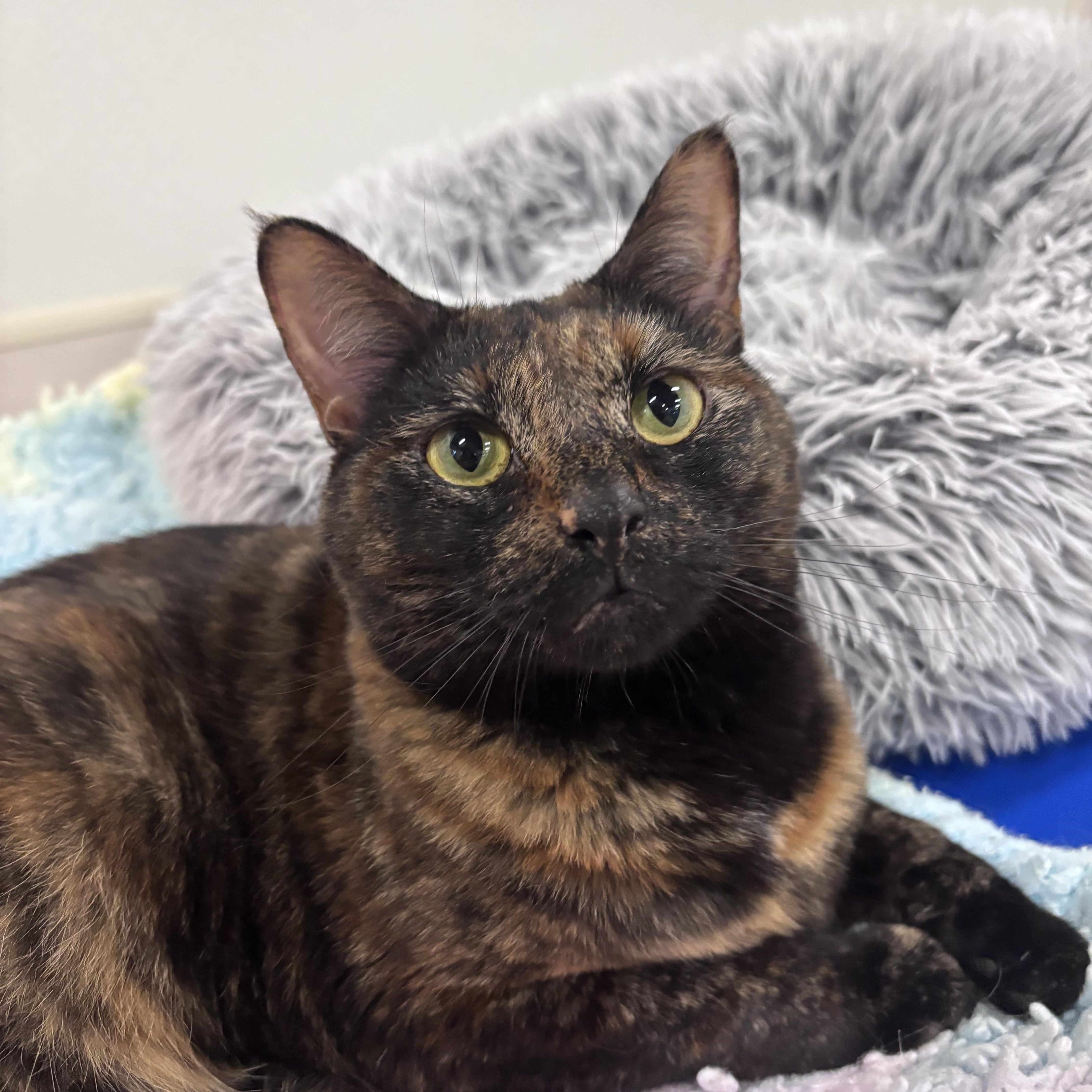 Enlarge Spice, a ADOPTABLE Domestic Short Hair in Salisbury, NC image 3/5