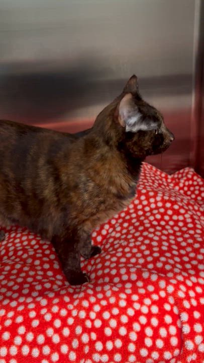 Enlarge Spice, a ADOPTABLE Domestic Short Hair in Salisbury, NC video 5/5