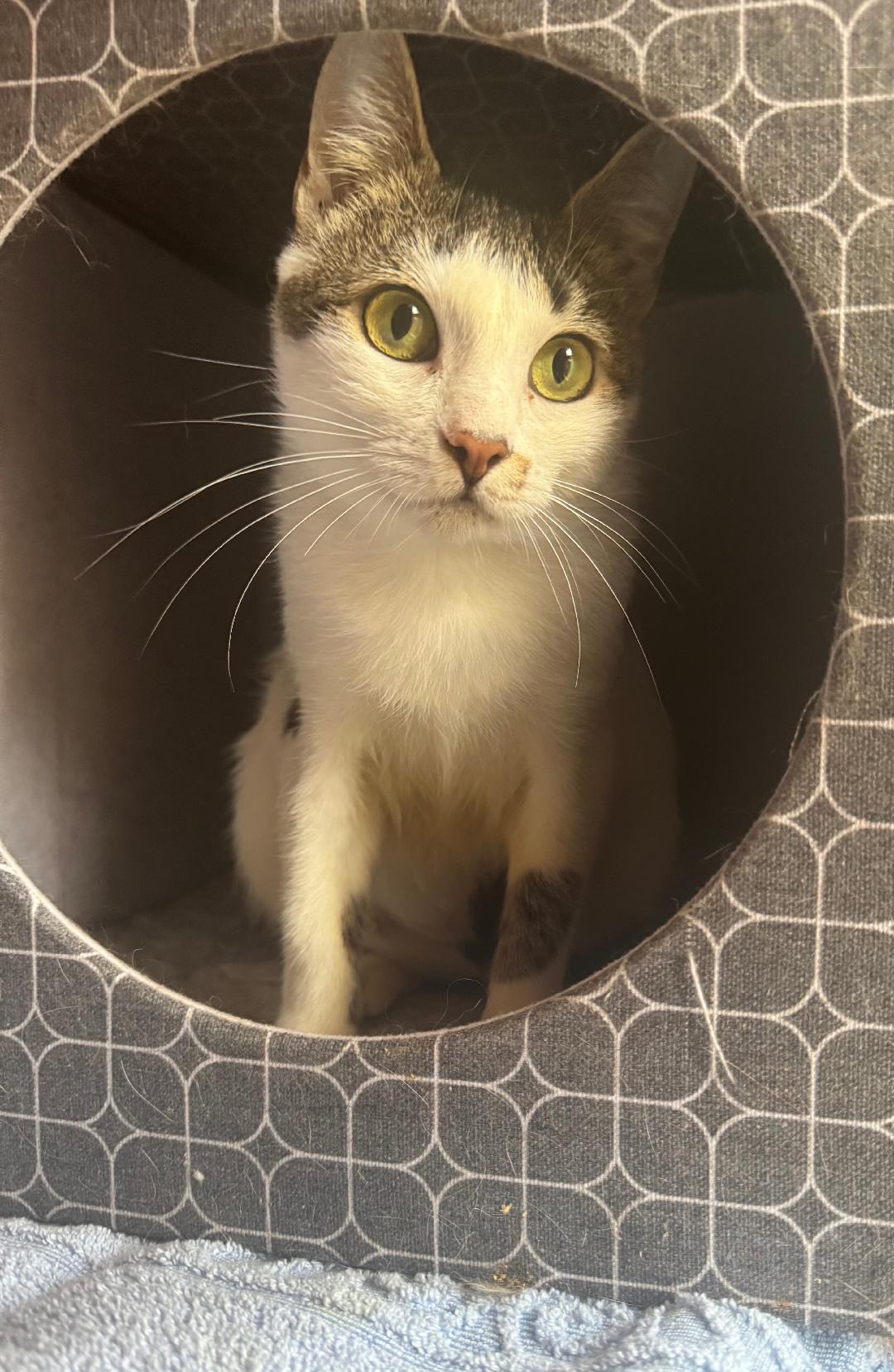 Zara, Adoptable, Adult Female Domestic Short Hair.