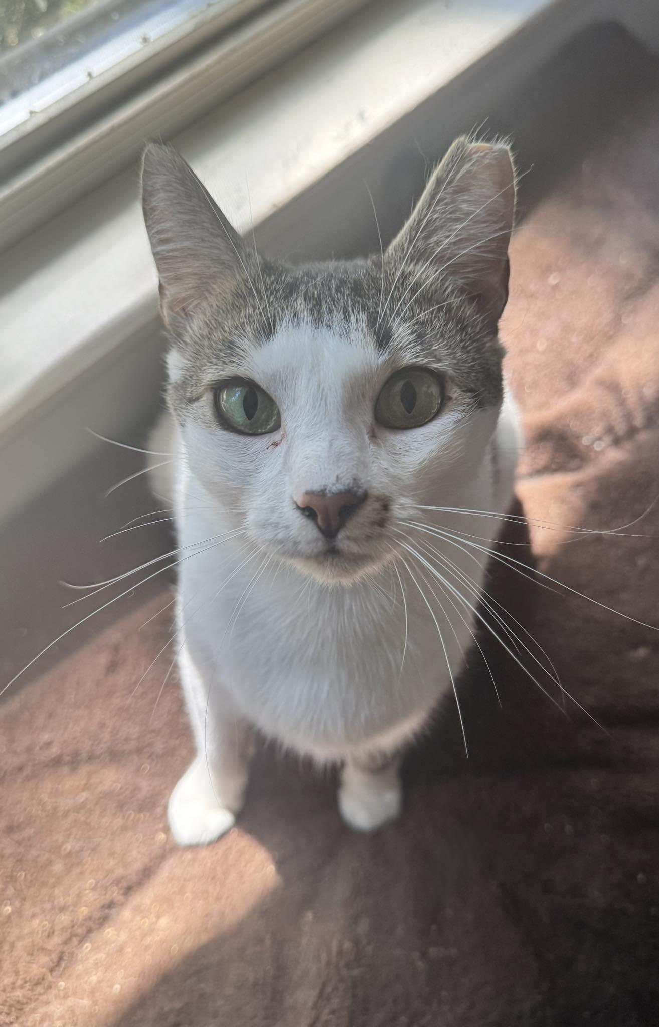 Zara, a Adoptable Domestic Short Hair in Columbia, SC image 2/6