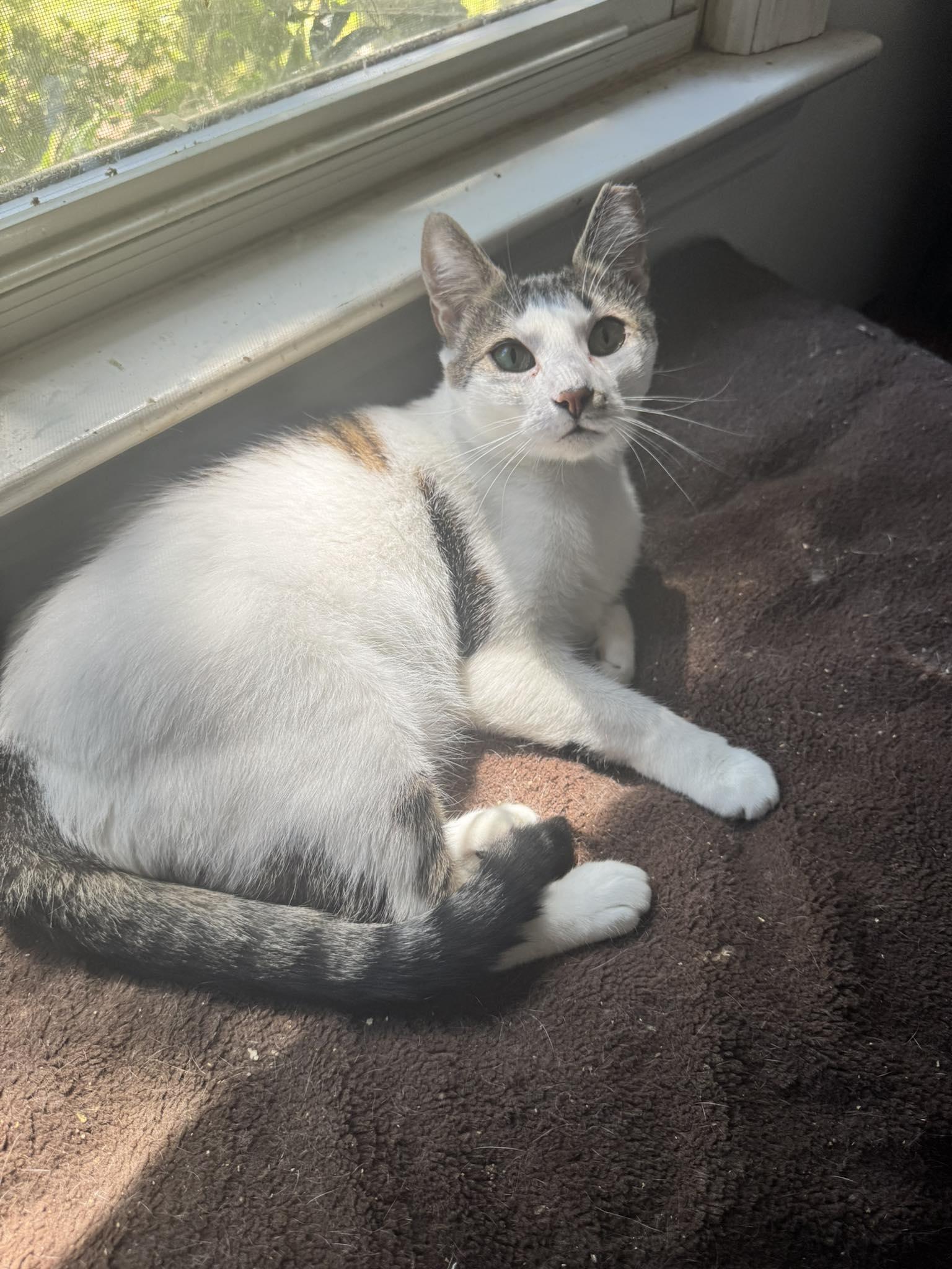 Zara, a Adoptable Domestic Short Hair in Columbia, SC image 3/6