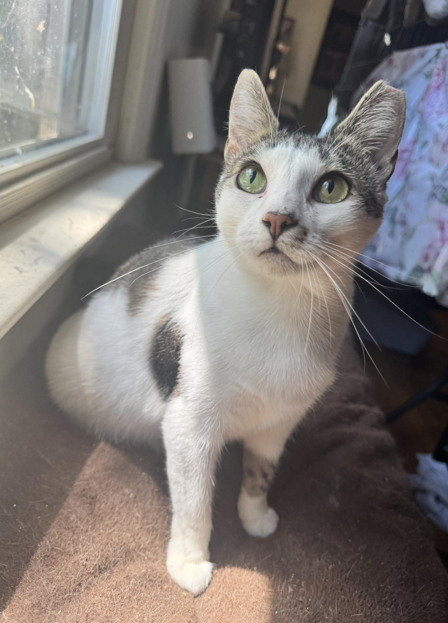 Zara, a Adoptable Domestic Short Hair in Columbia, SC image 4/6