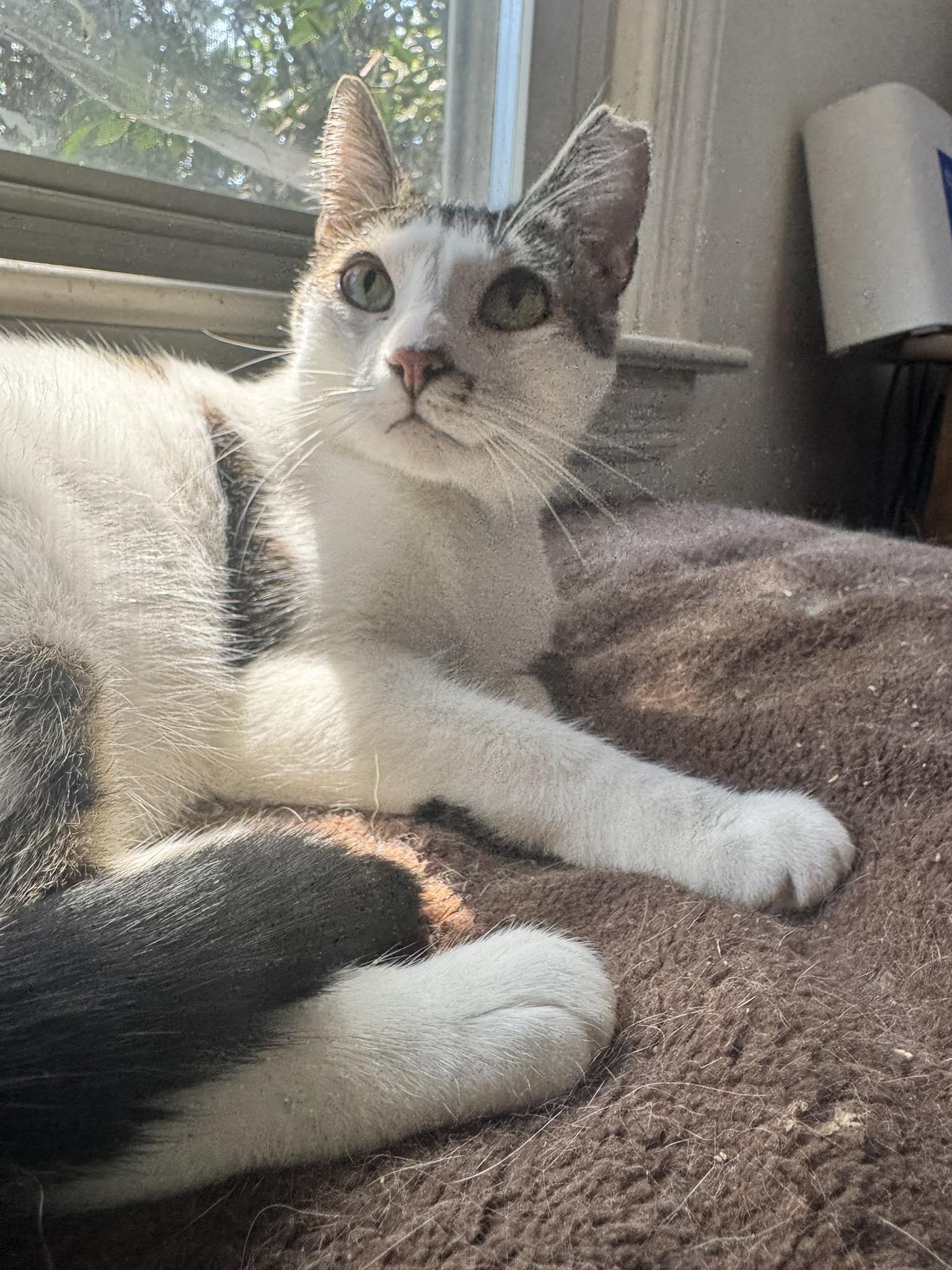 Zara, a Adoptable Domestic Short Hair in Columbia, SC image 5/6