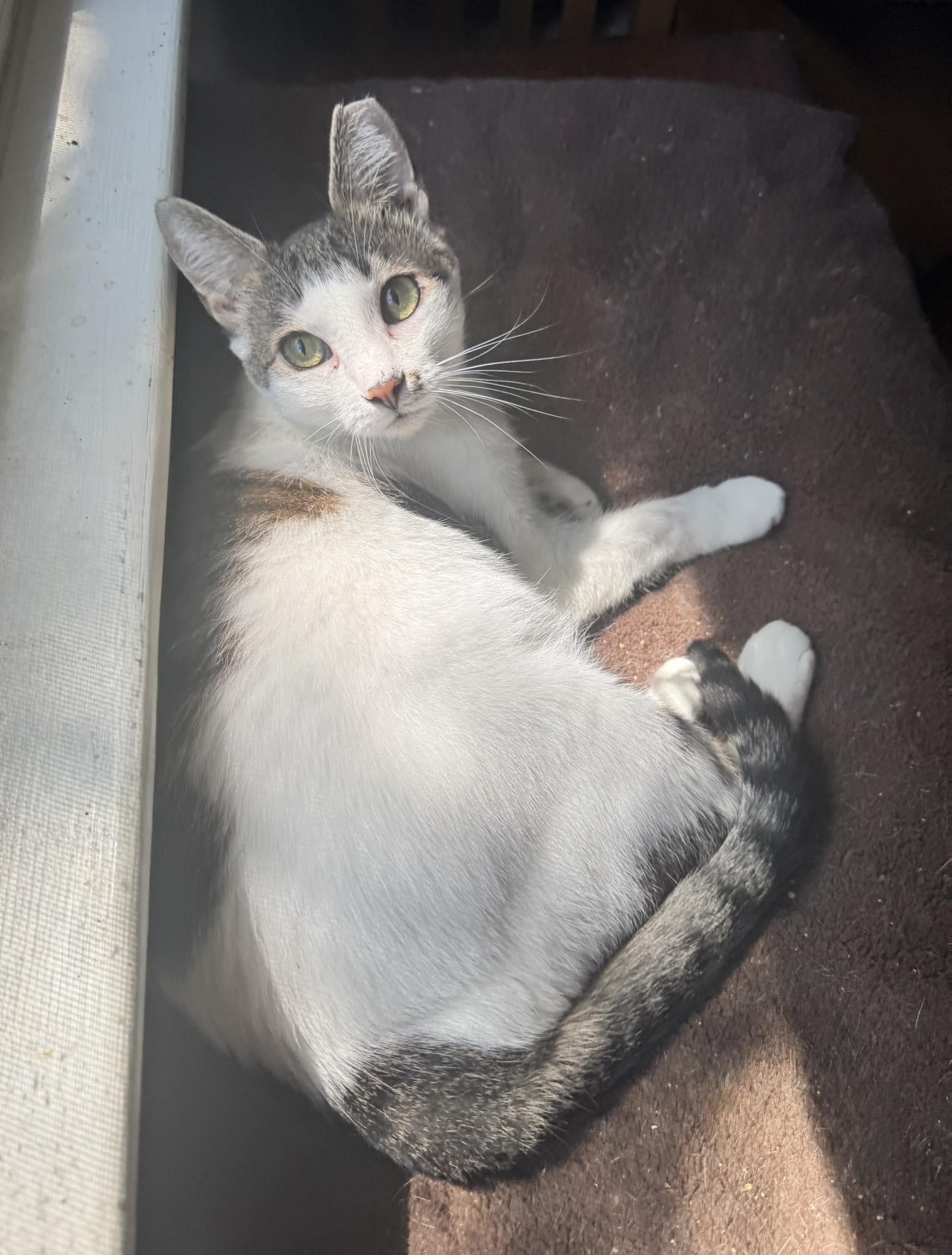 Zara, a Adoptable Domestic Short Hair in Columbia, SC image 6/6