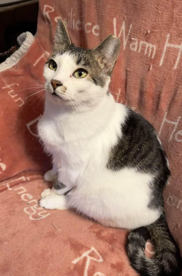 Enlarge Zara, a Adoptable Domestic Short Hair in Columbia, SC image 1/5