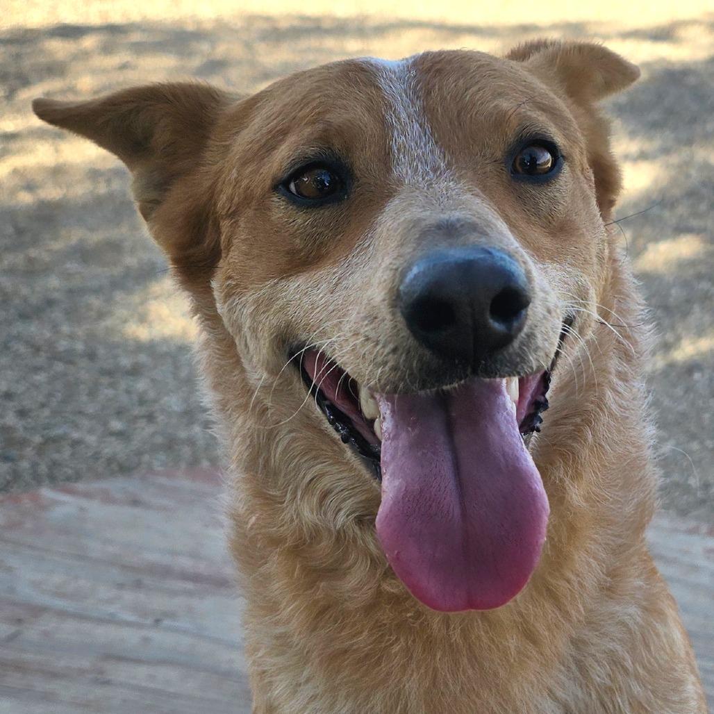 Wesley, Adoptable, Young Male Cattle Dog.