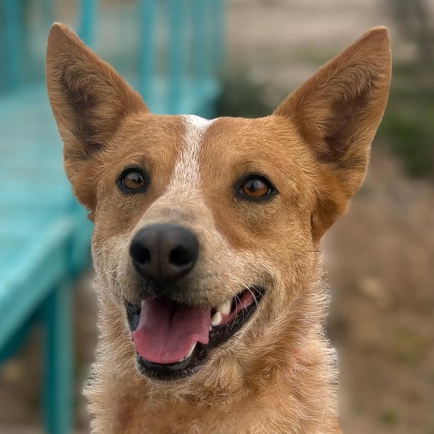 Enlarge Wesley, a Adoptable mixed breed in Wickenburg, AZ image 2/6