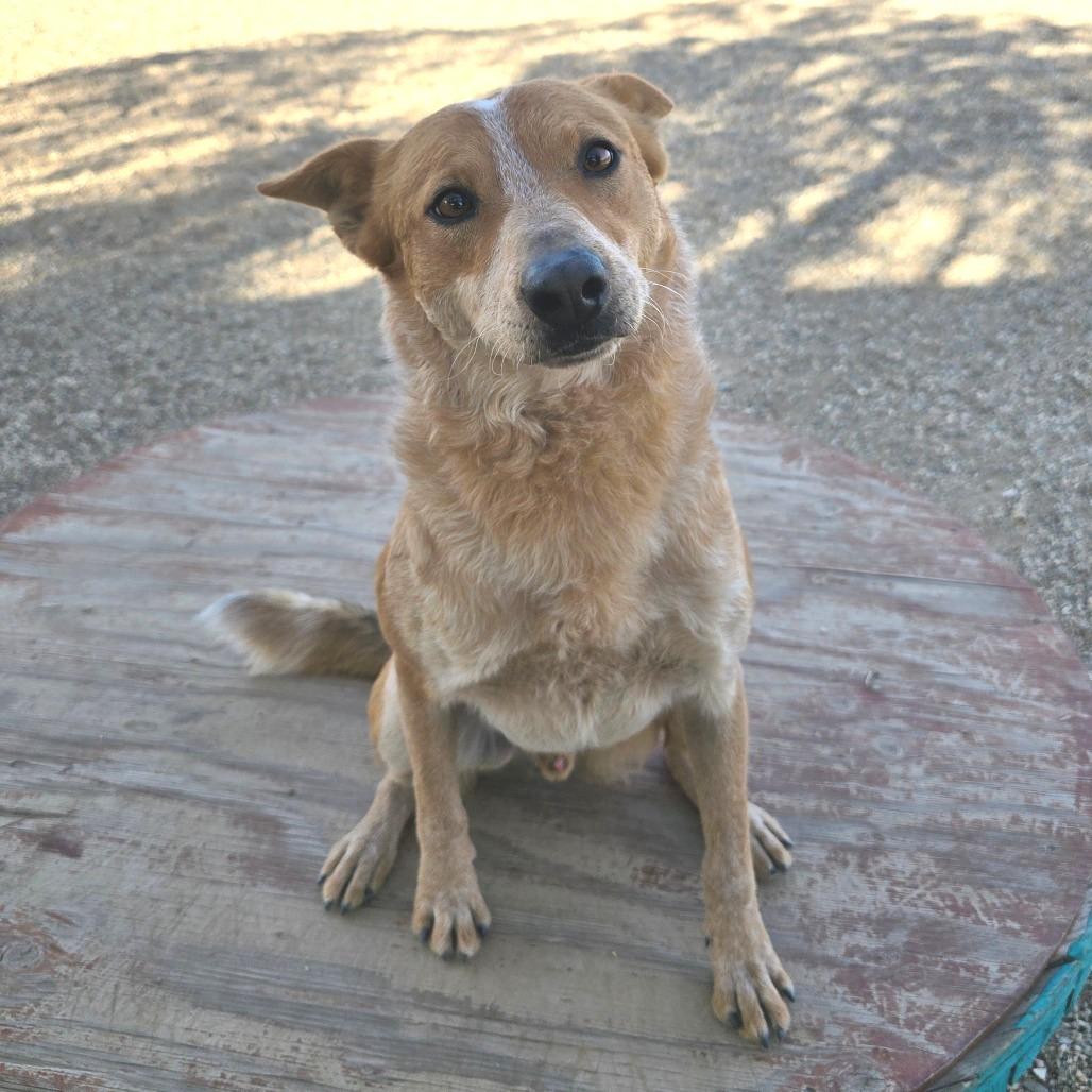 Enlarge Wesley, a Adoptable mixed breed in Wickenburg, AZ image 3/5
