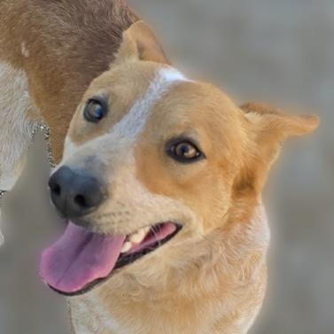 Enlarge Wesley, a Adoptable mixed breed in Wickenburg, AZ image 4/5