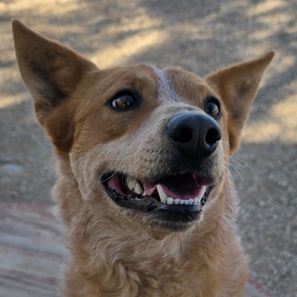Enlarge Wesley, a Adoptable mixed breed in Wickenburg, AZ image 5/5